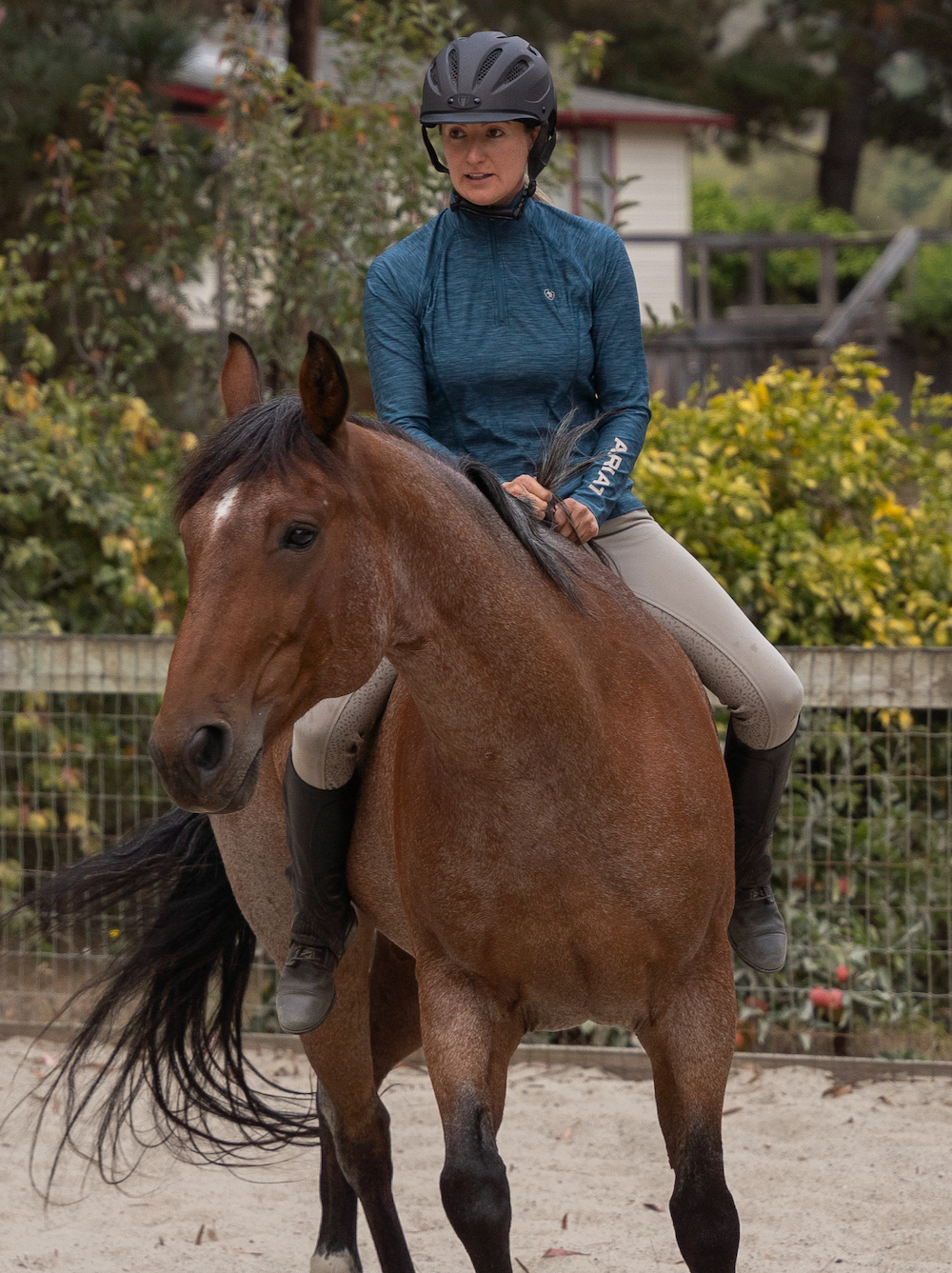 at liberty with my horse Sage