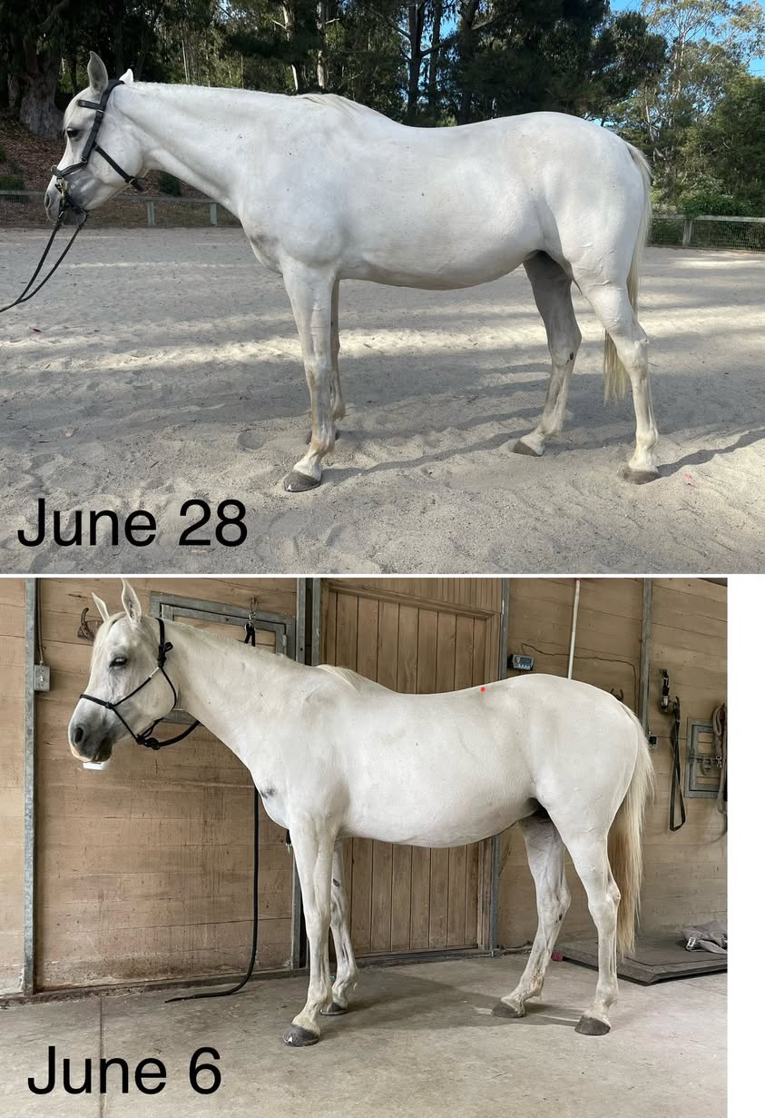 Mare 3 weeks of training 2025