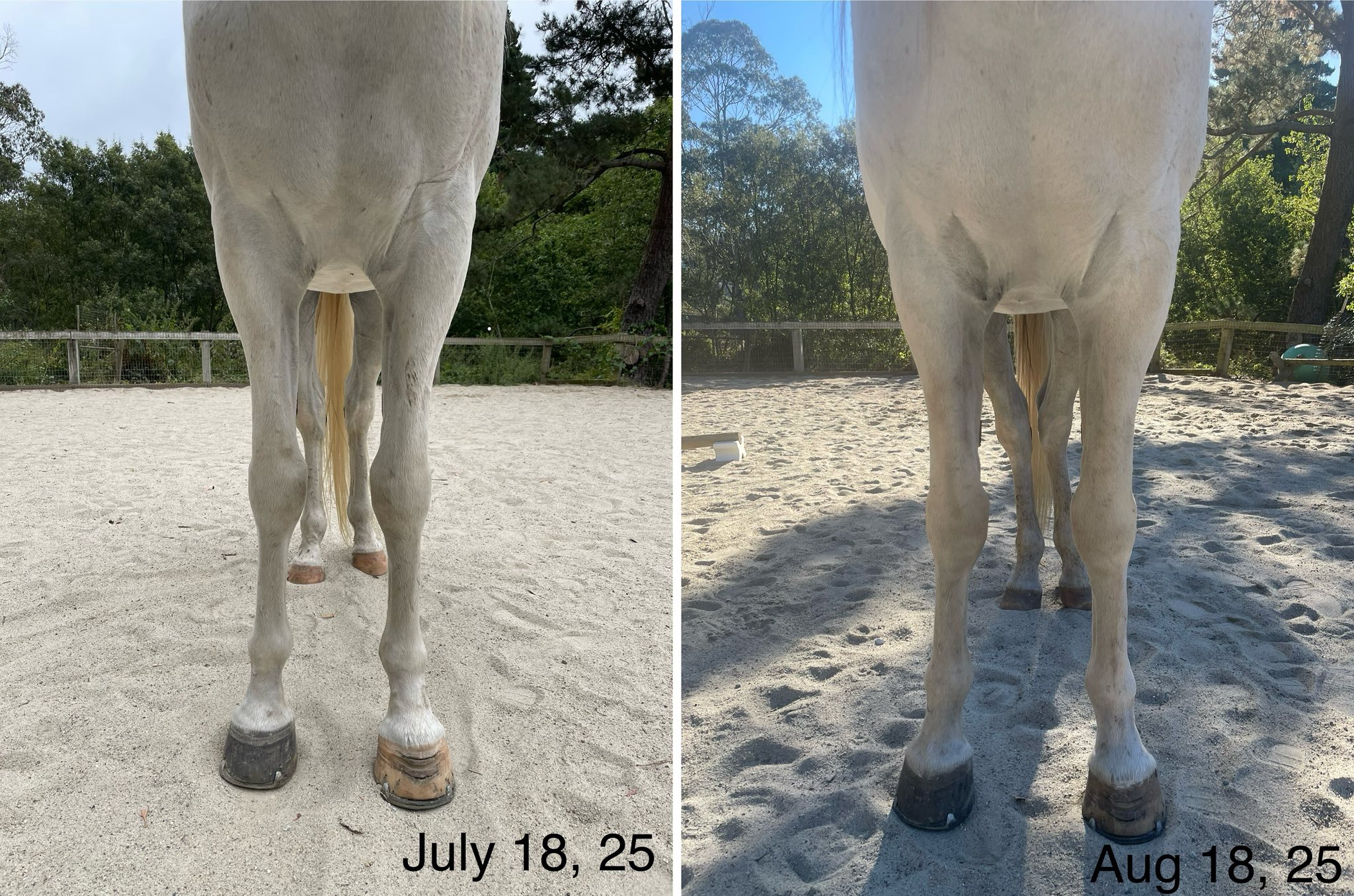 Gelding 4 weeks training 2025: significant muscle development: pectorals and thoracic sling