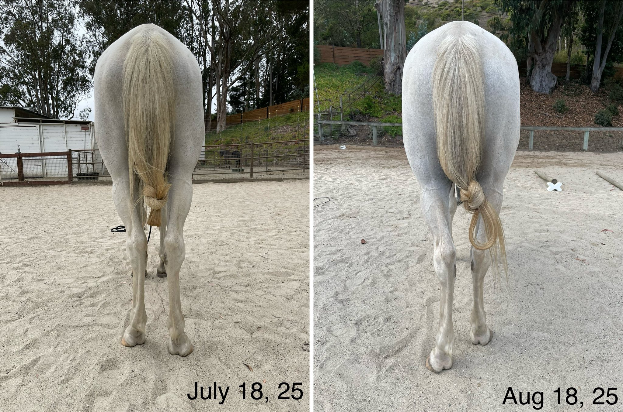 Gelding 4 weeks training 2025: significant muscle development:glutes, hamstrings,..